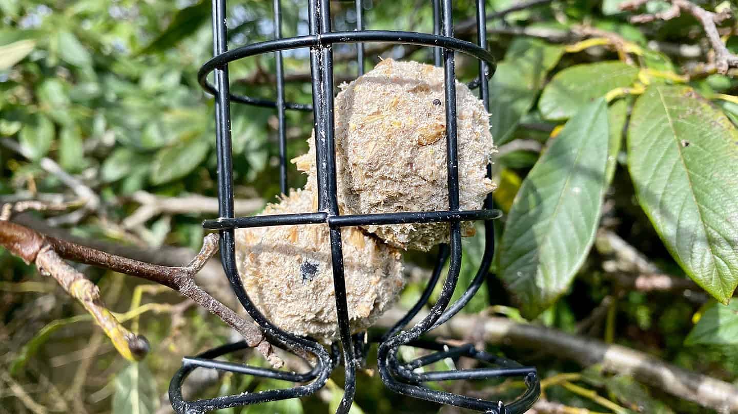 What To Do In The Garden In March garden-in-march-bird-feeders