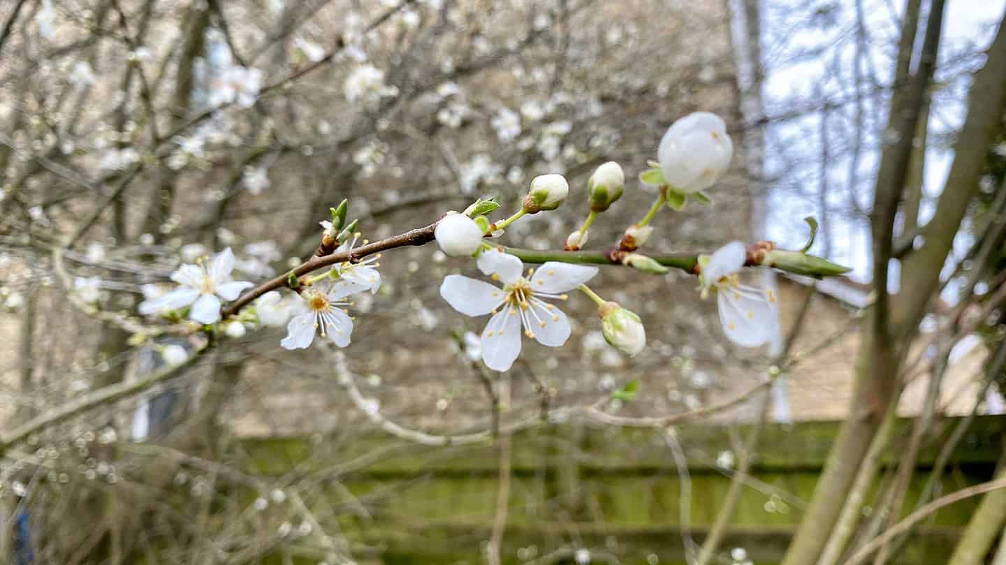 What To Do In The Garden In March garden-in-march-blossom-damson