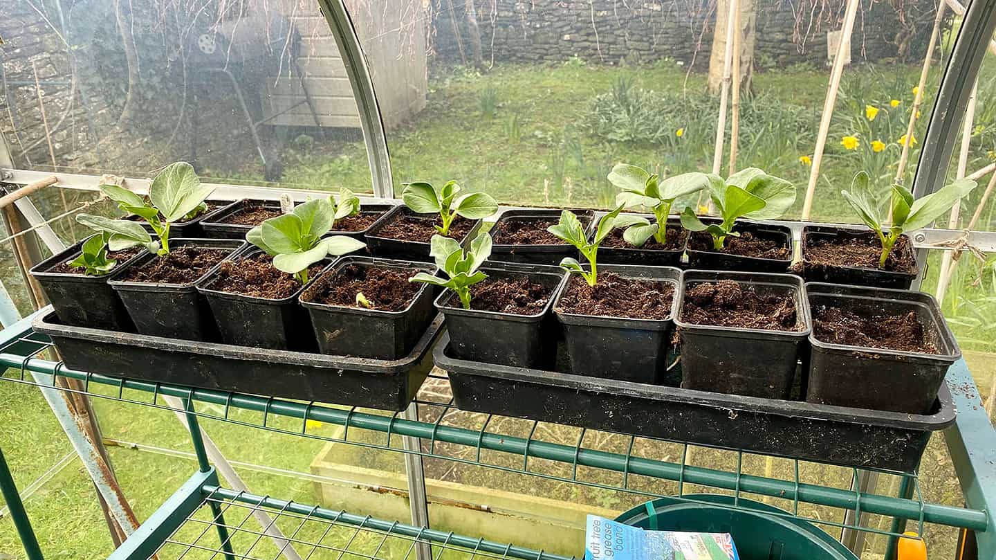 What To Do In The Garden In March garden-in-march-broad-beans