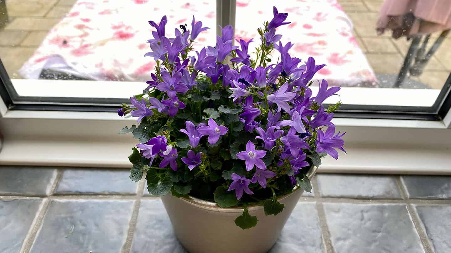 What To Do In The Garden In March garden in march campanula