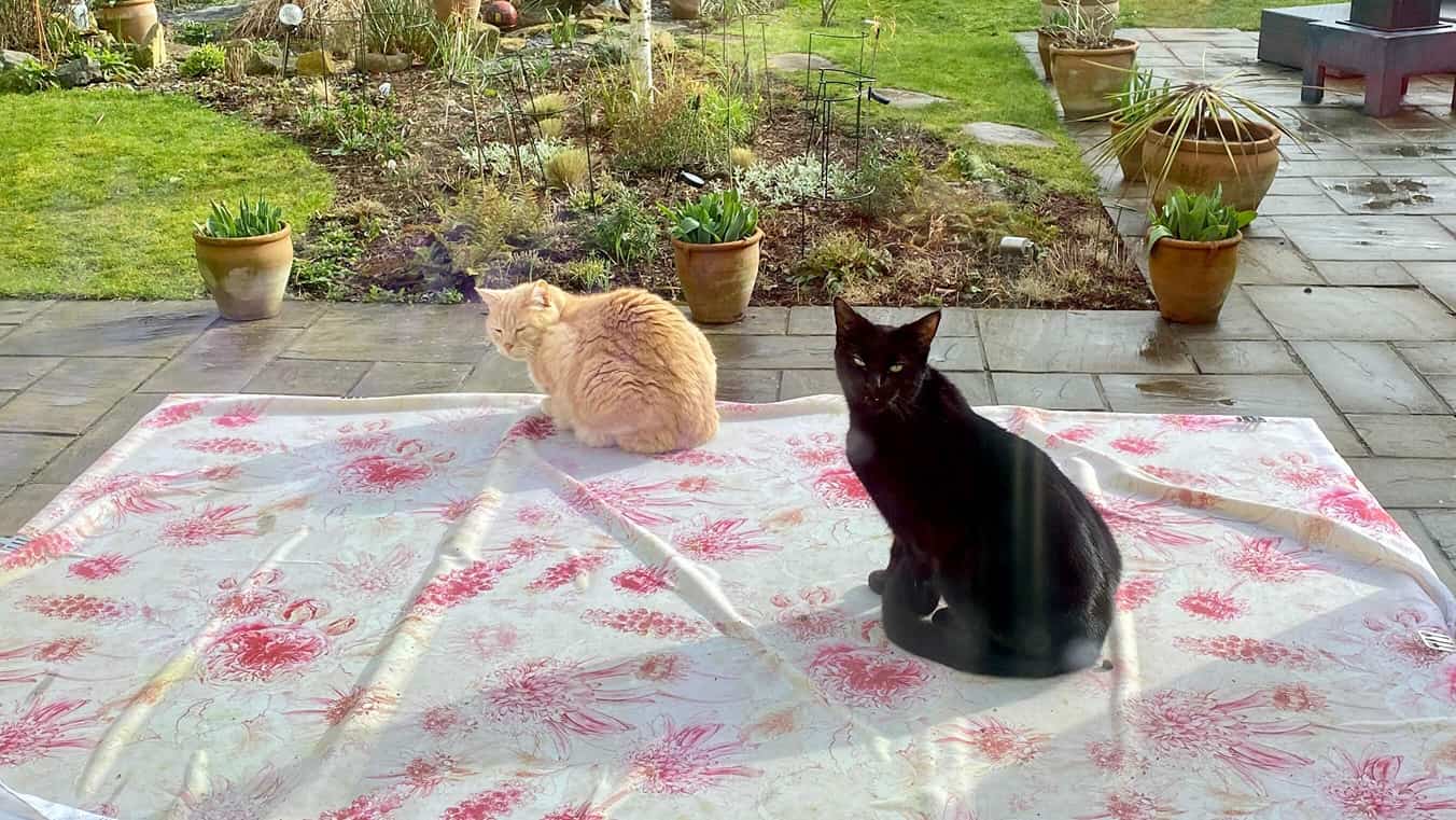 What To Do In The Garden In March garden-in-march-cats