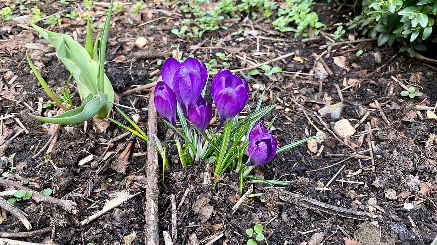 What To Do In The Garden In March garden-in-march-crocuses-purple