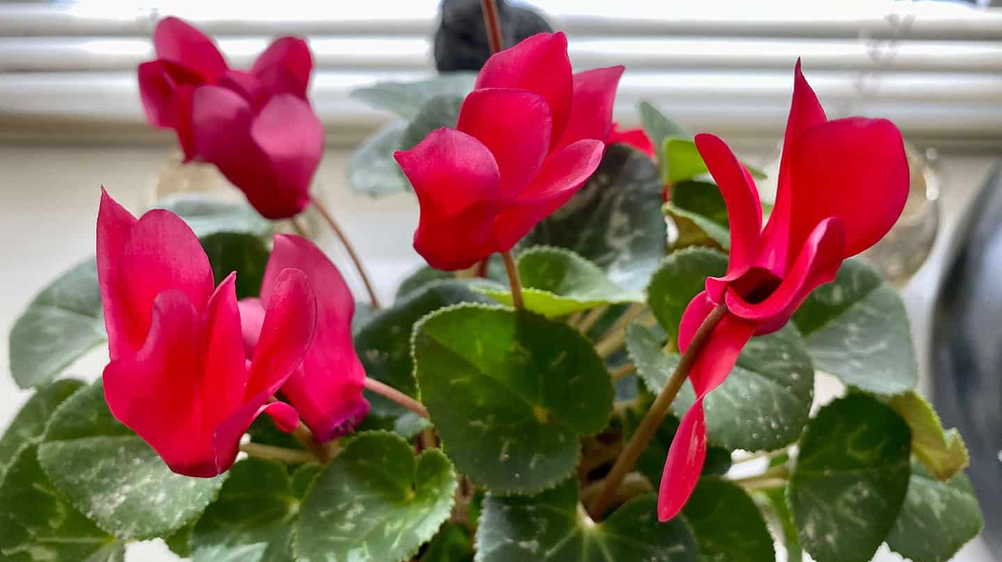 What To Do In The Garden In March garden in march cyclamen