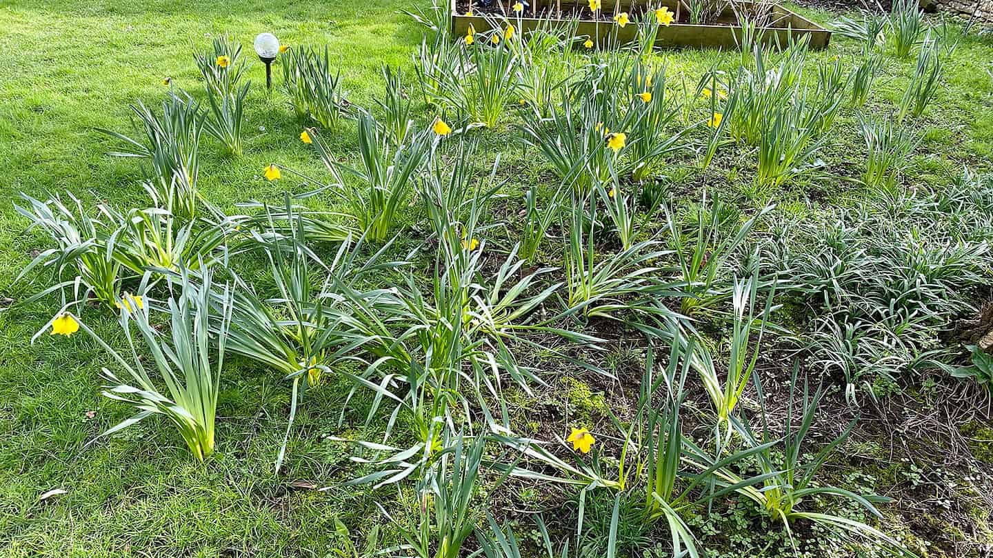 What To Do In The Garden In March garden-in-march-daffodils