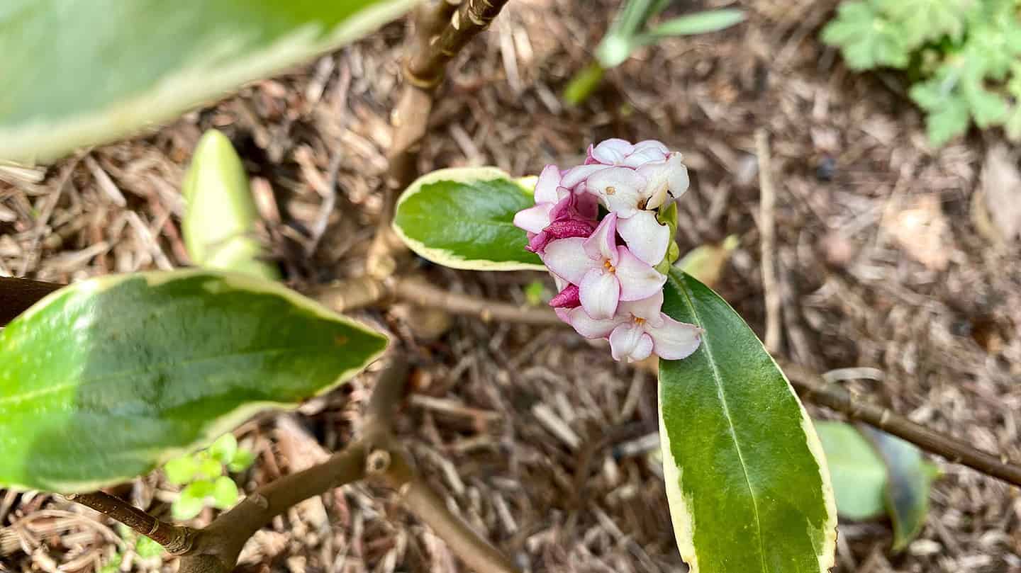 What To Do In The Garden In March garden-in-march-daphne-odora