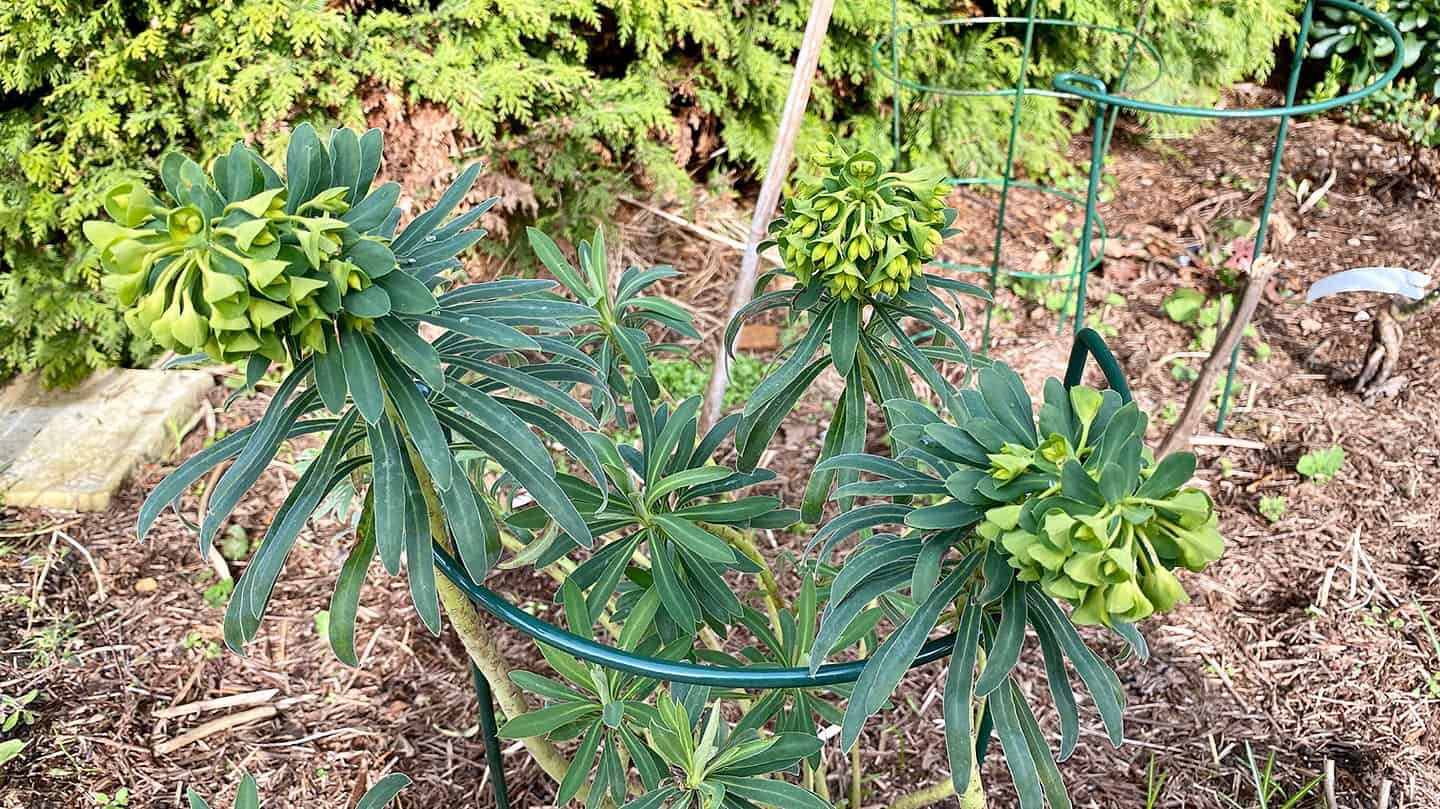 What To Do In The Garden In March garden-in-march-euphorbia