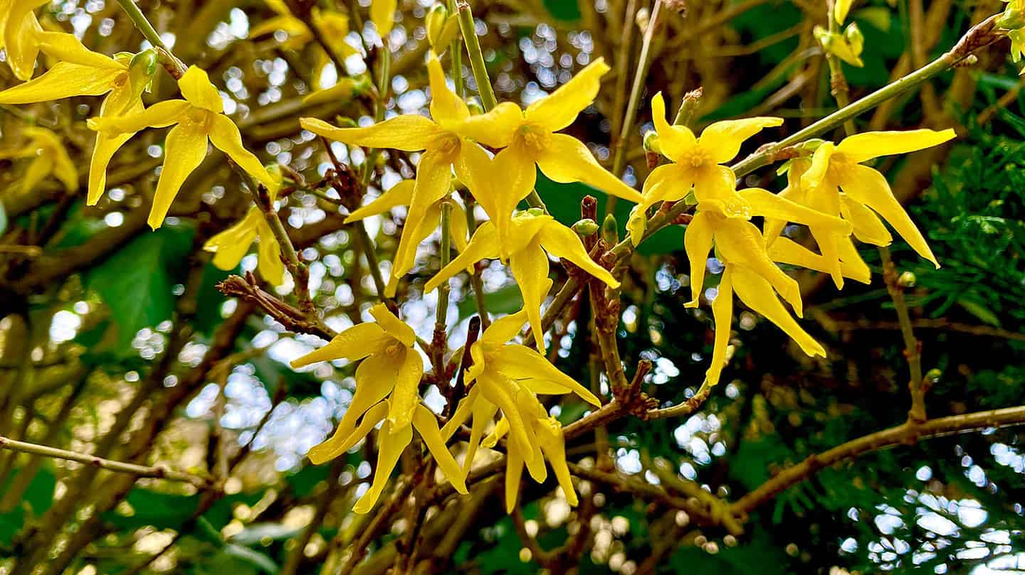 What To Do In The Garden In March garden-in-march-forsythia