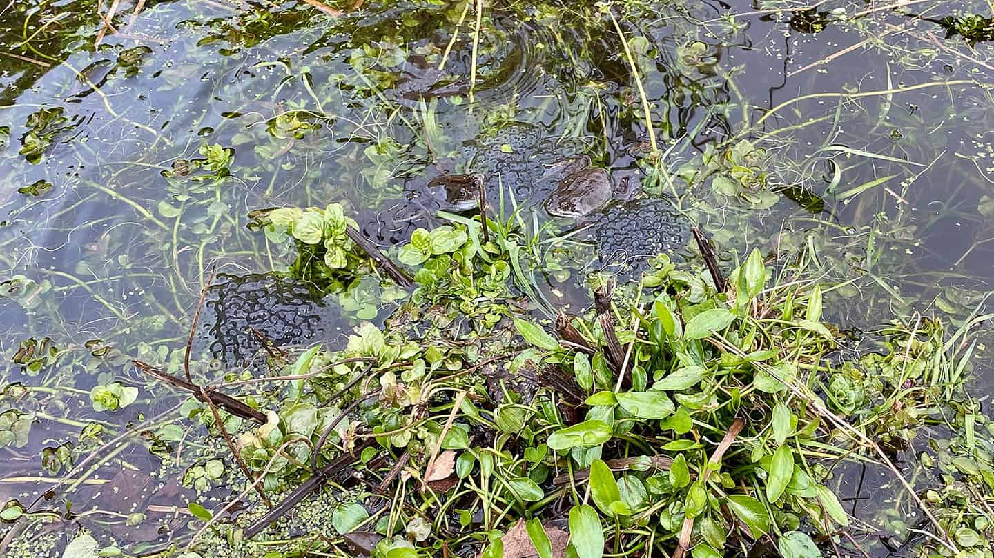 What To Do In The Garden In March garden-in-march-frogs