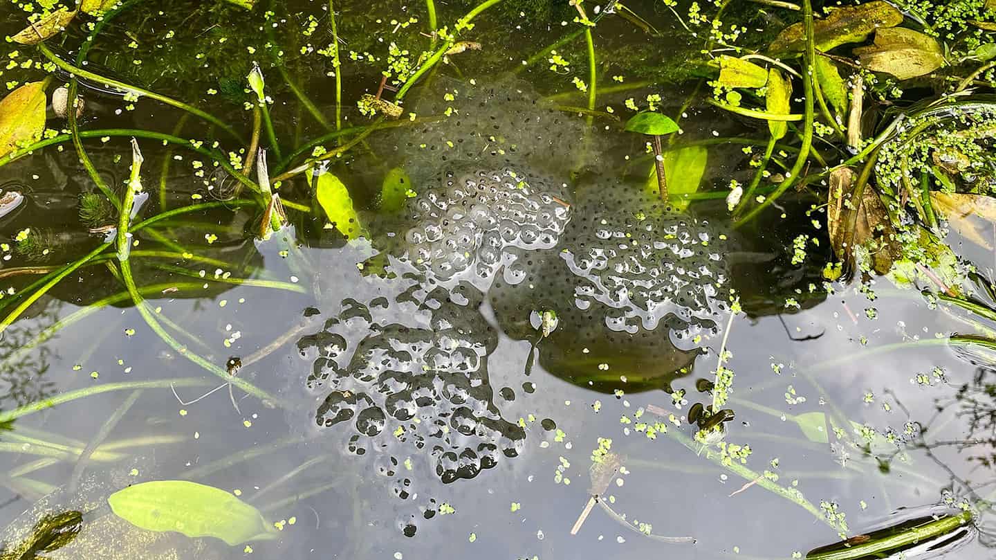 What To Do In The Garden In March garden-in-march-frogspawn