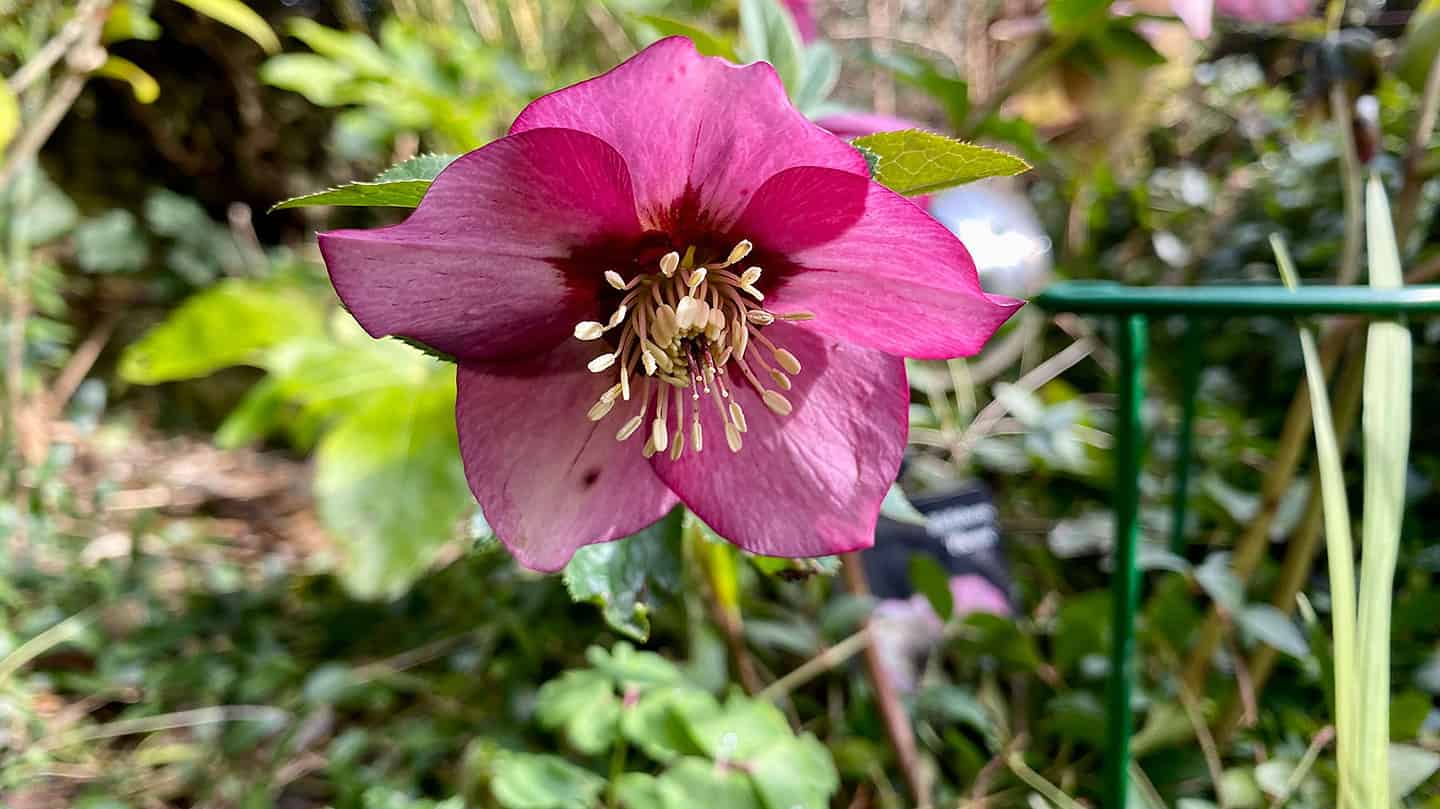 What To Do In The Garden In March garden-in-march-hellebore-pink