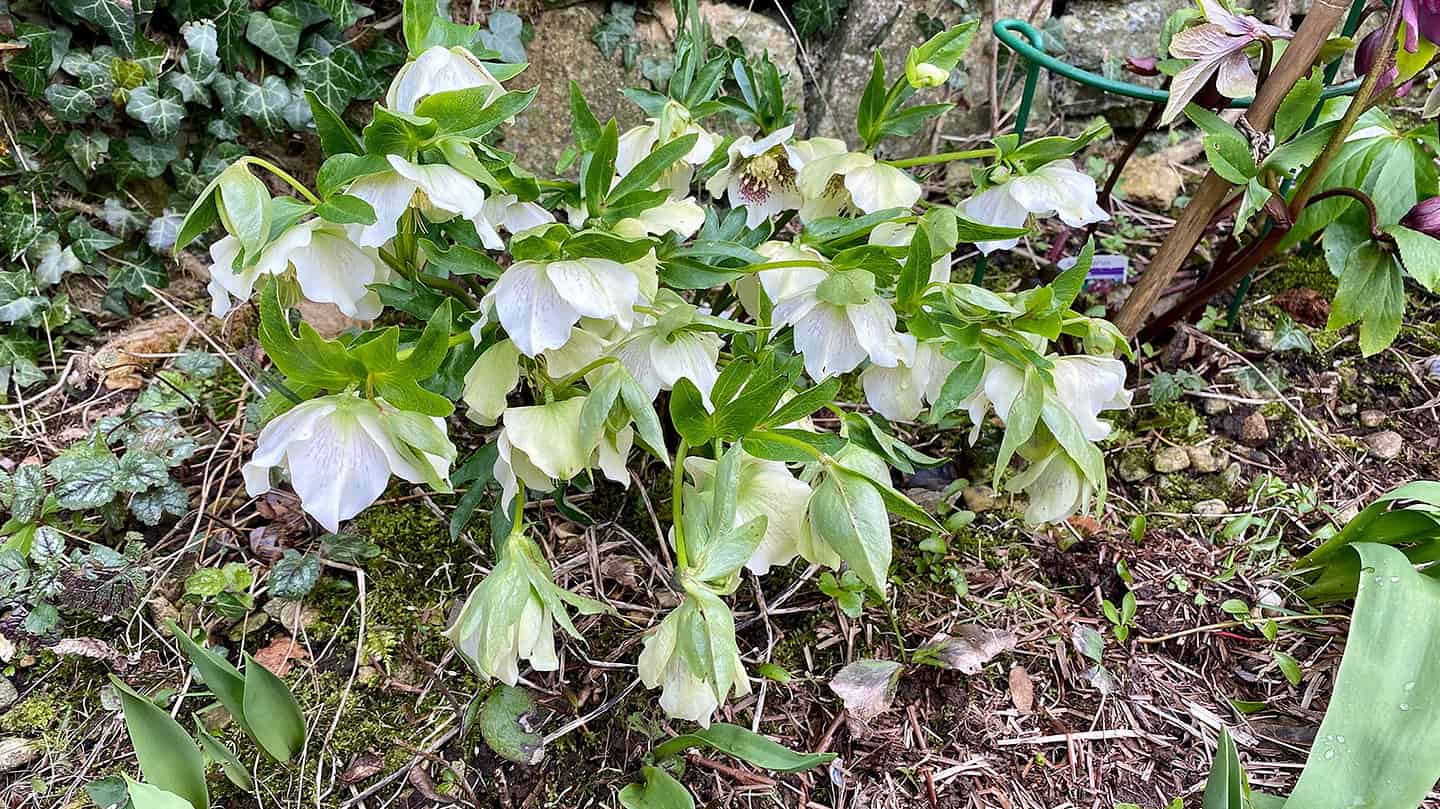 What To Do In The Garden In March garden-in-march-hellebores-white