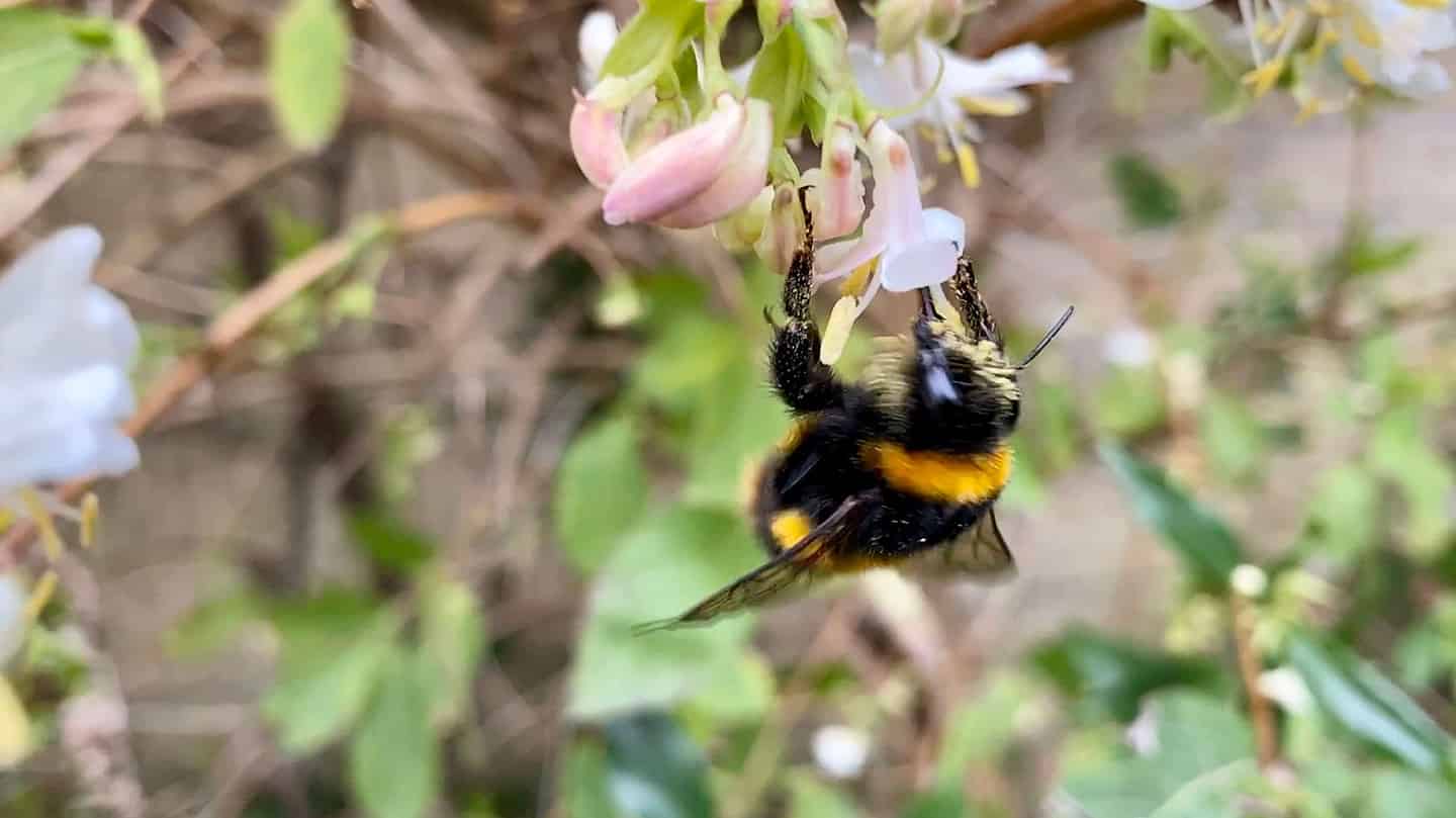 What To Do In The Garden In March garden-in-march-honeysuckle-bee