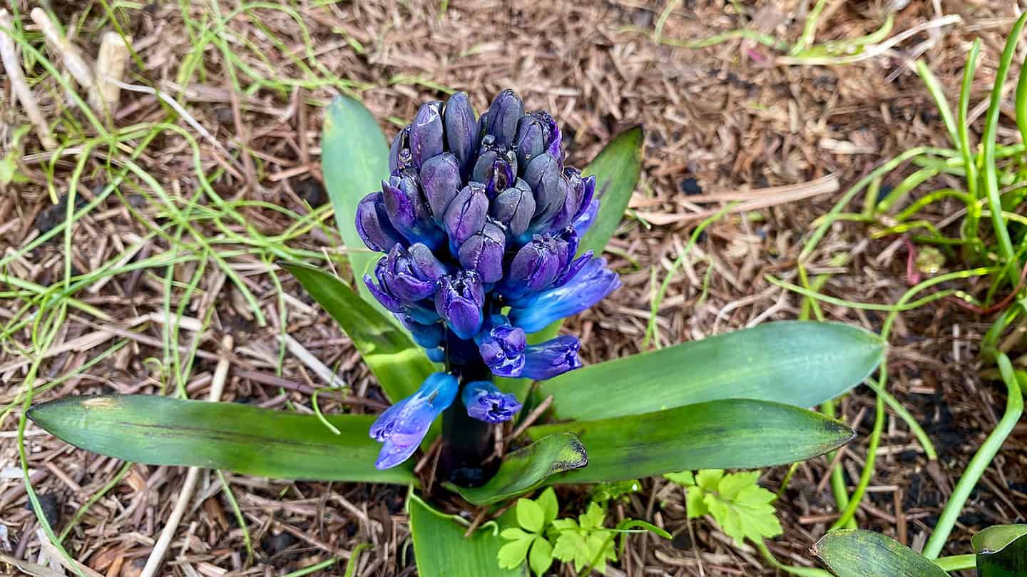 What To Do In The Garden In March garden-in-march-hyacinth