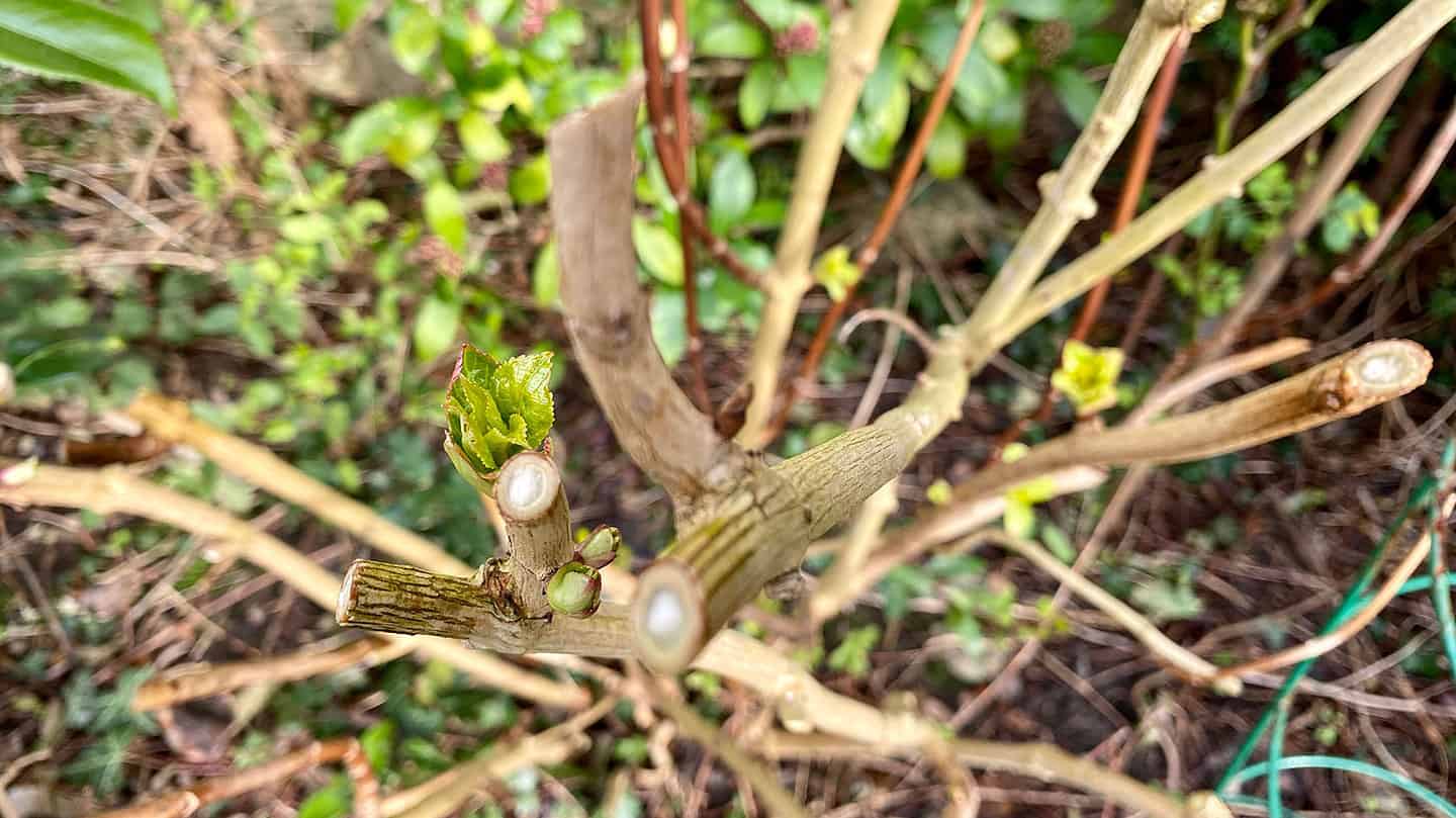 What To Do In The Garden In March garden-in-march-hydrangea