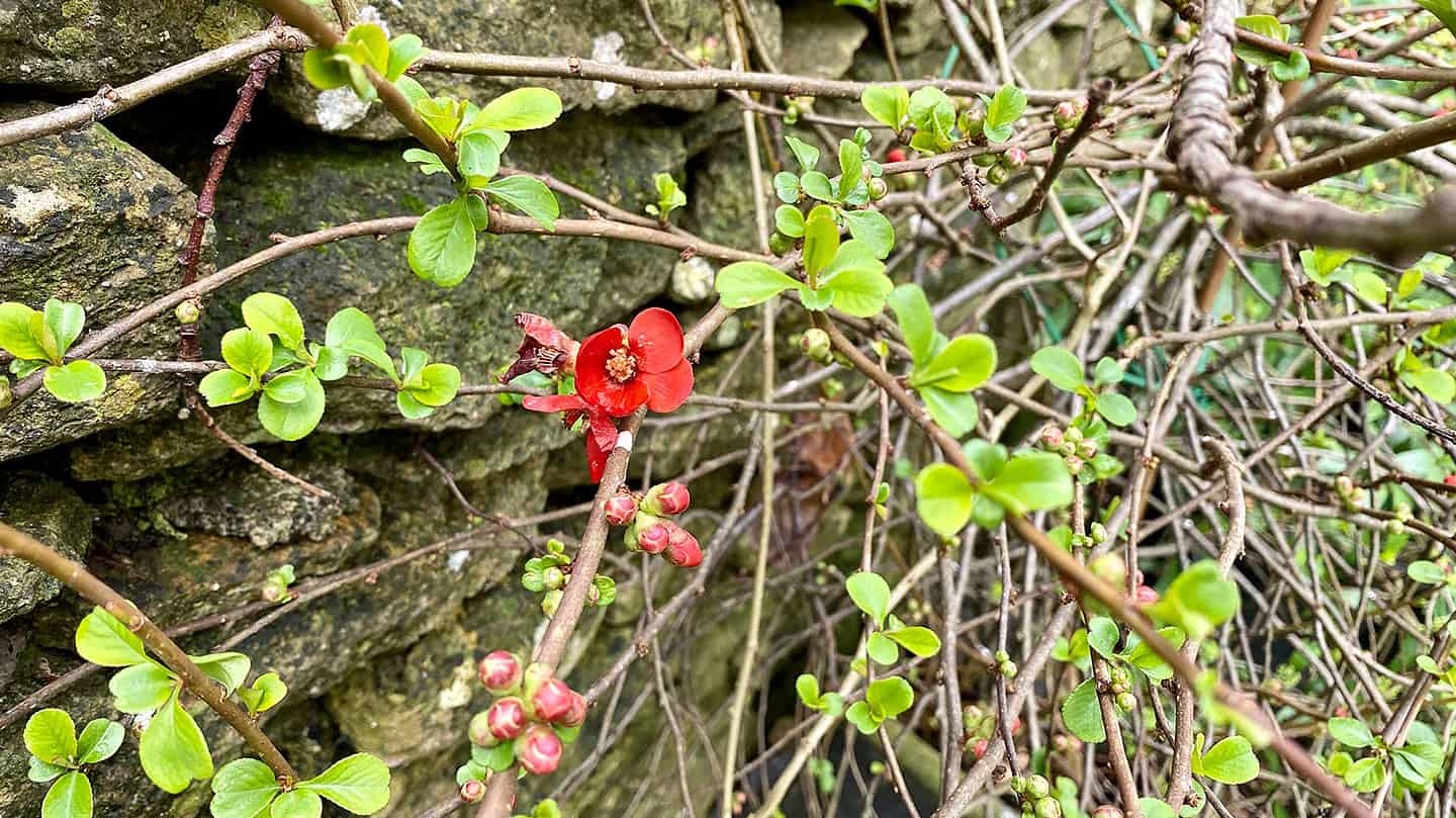 What To Do In The Garden In March garden-in-march-japanese-quince