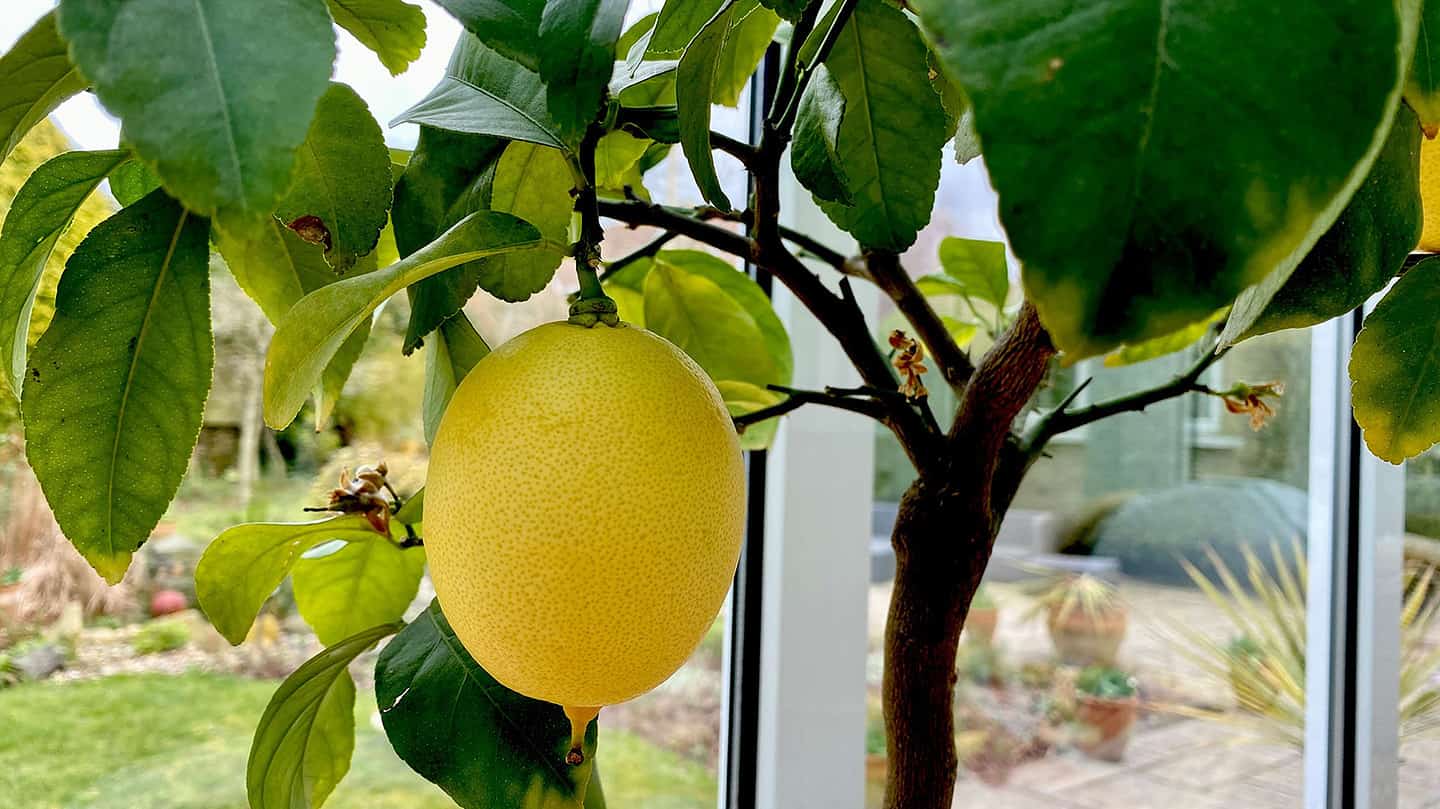 What To Do In The Garden In March garden in march lemon