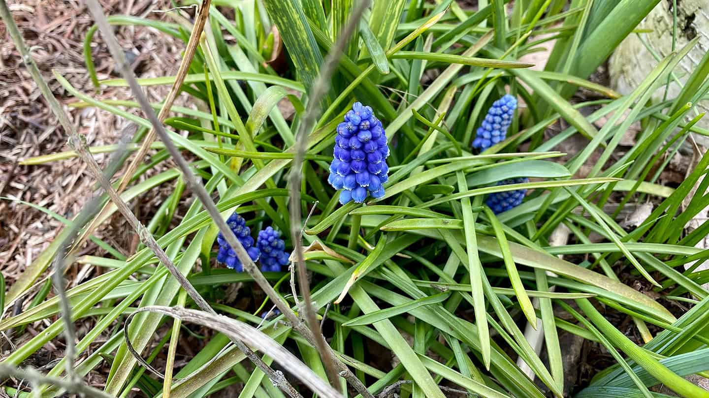 What To Do In The Garden In March garden-in-march-muscari-blue