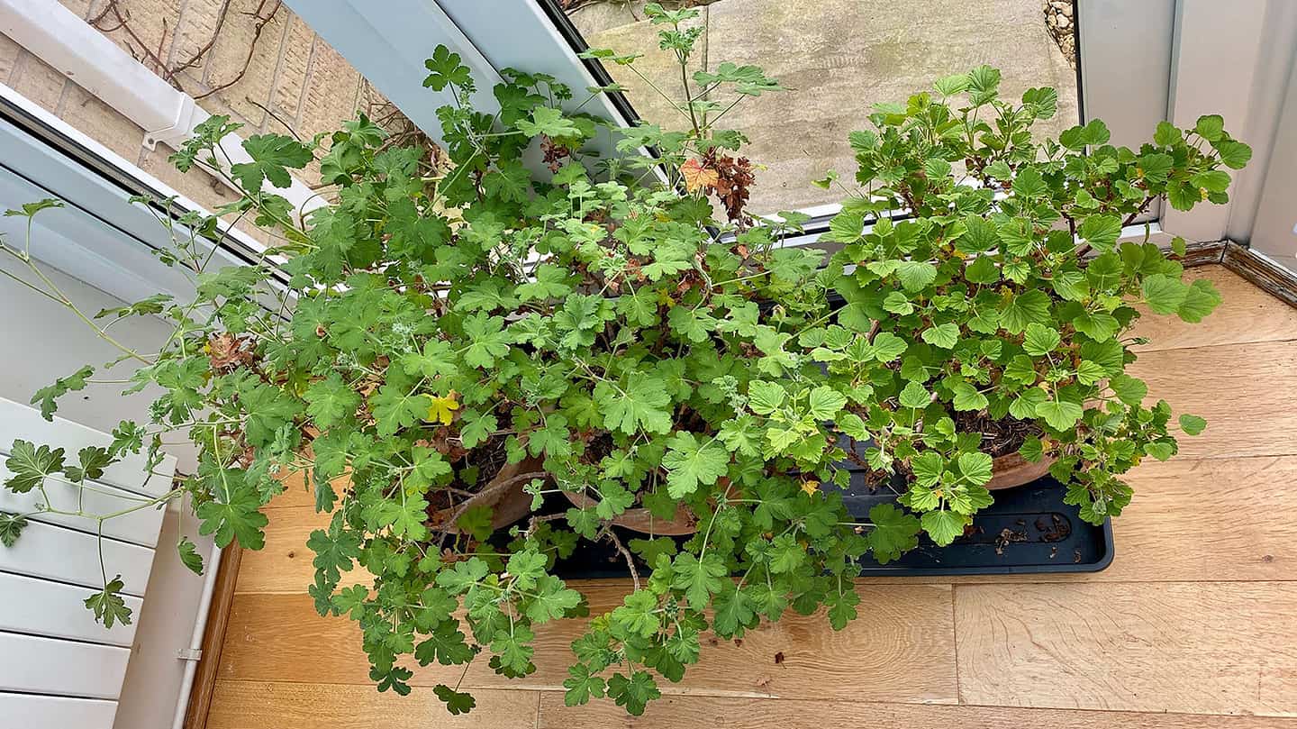 What To Do In The Garden In March garden-in-march-pelargoniums
