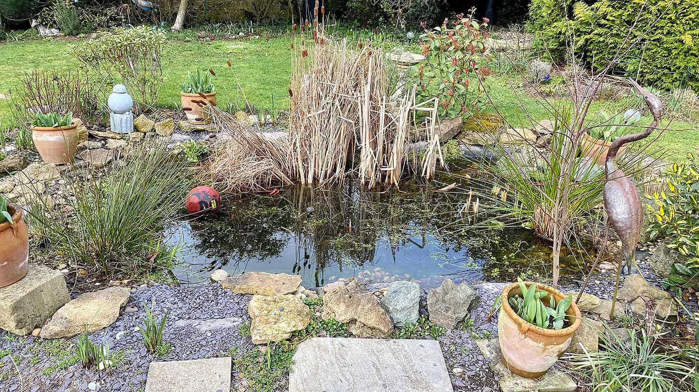 What To Do In The Garden In March garden-in-march-pond