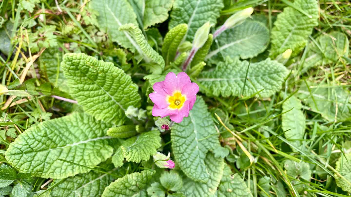 What To Do In The Garden In March garden-in-march-primrose-pink
