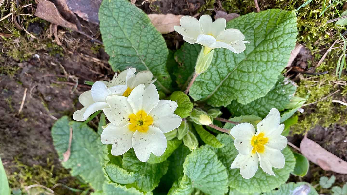What To Do In The Garden In March garden-in-march-primrose-yellow