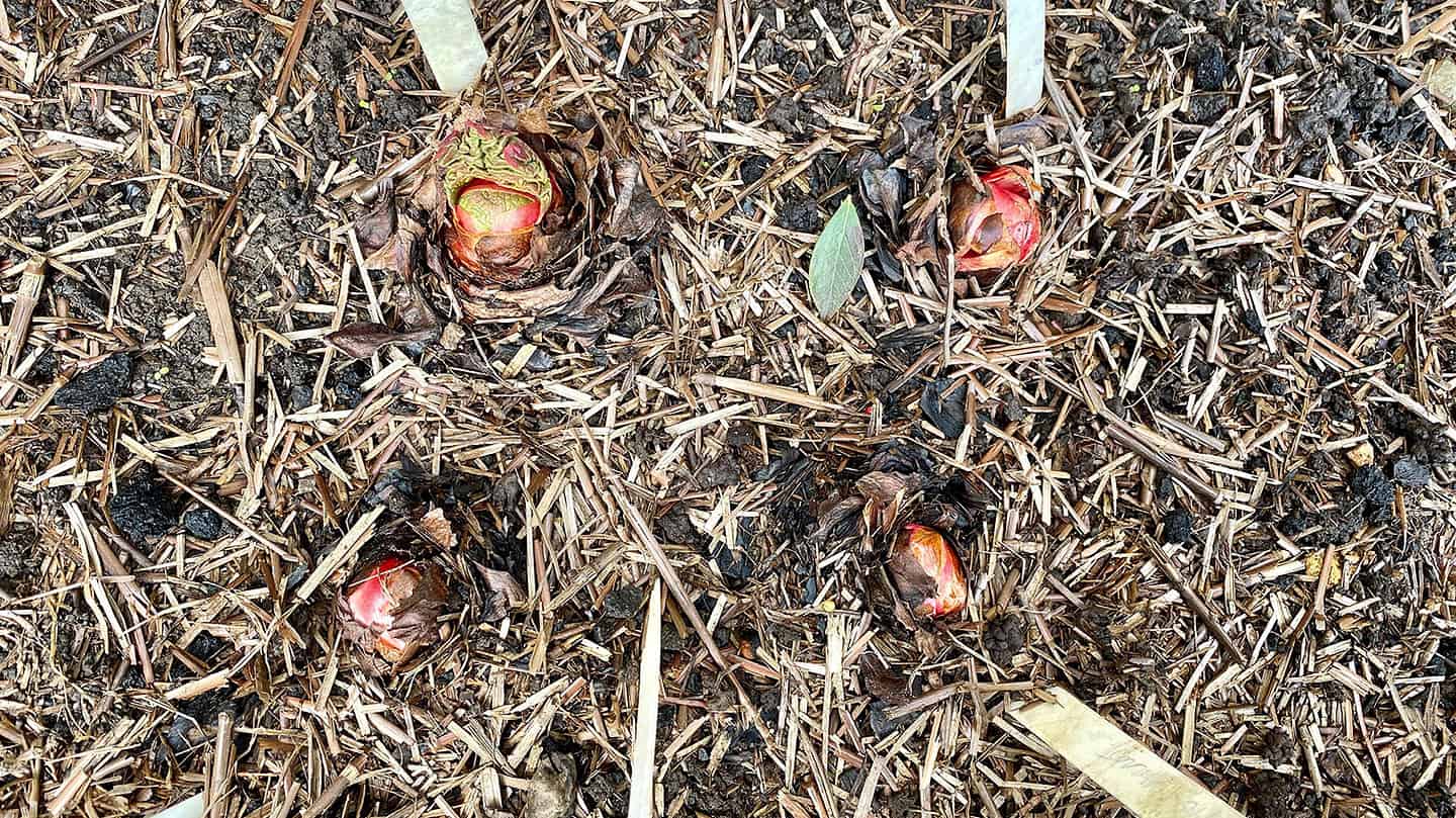What To Do In The Garden In March garden-in-march-rhubarb