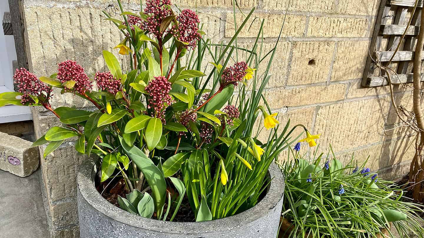 What To Do In The Garden In March garden-in-march-teteatete-skimmia