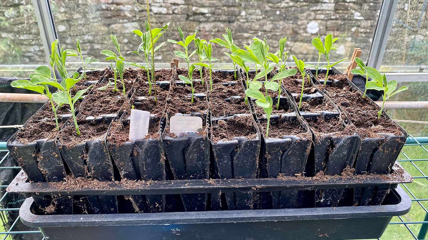 What To Do In The Garden In March garden-in-march-sweet-peas