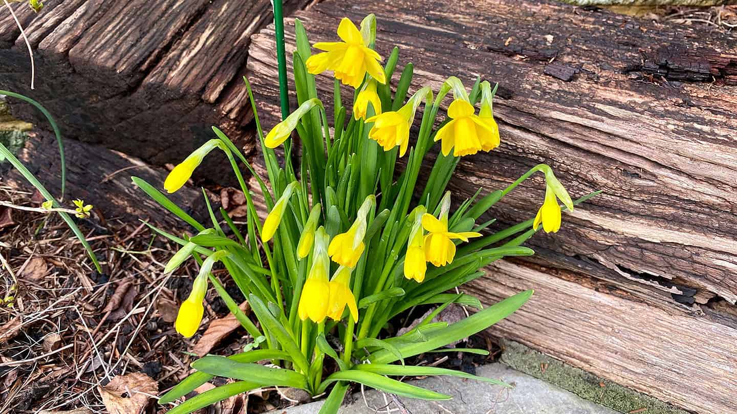 What To Do In The Garden In March garden-in-march-teteatete