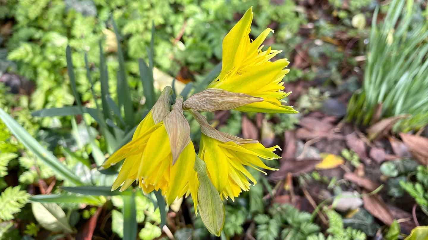What To Do In The Garden In March garden-in-march-teteatete