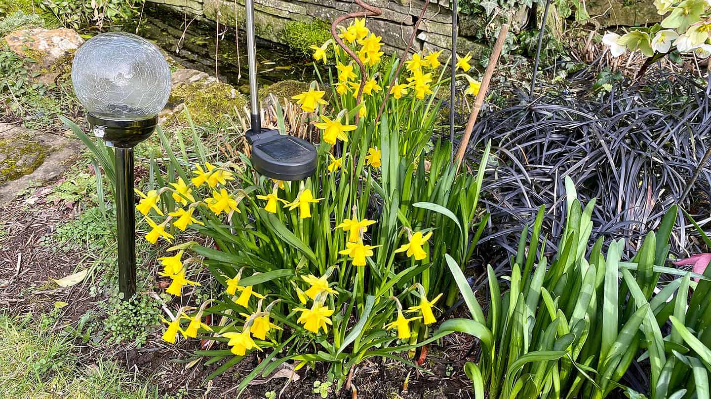 What To Do In The Garden In March garden-in-march-teteatete
