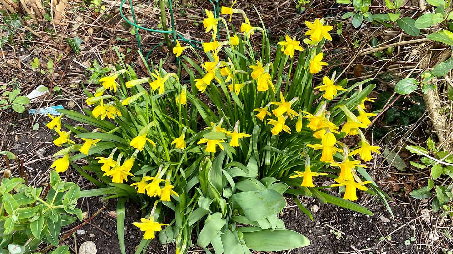 What To Do In The Garden In March garden-in-march-teteatete