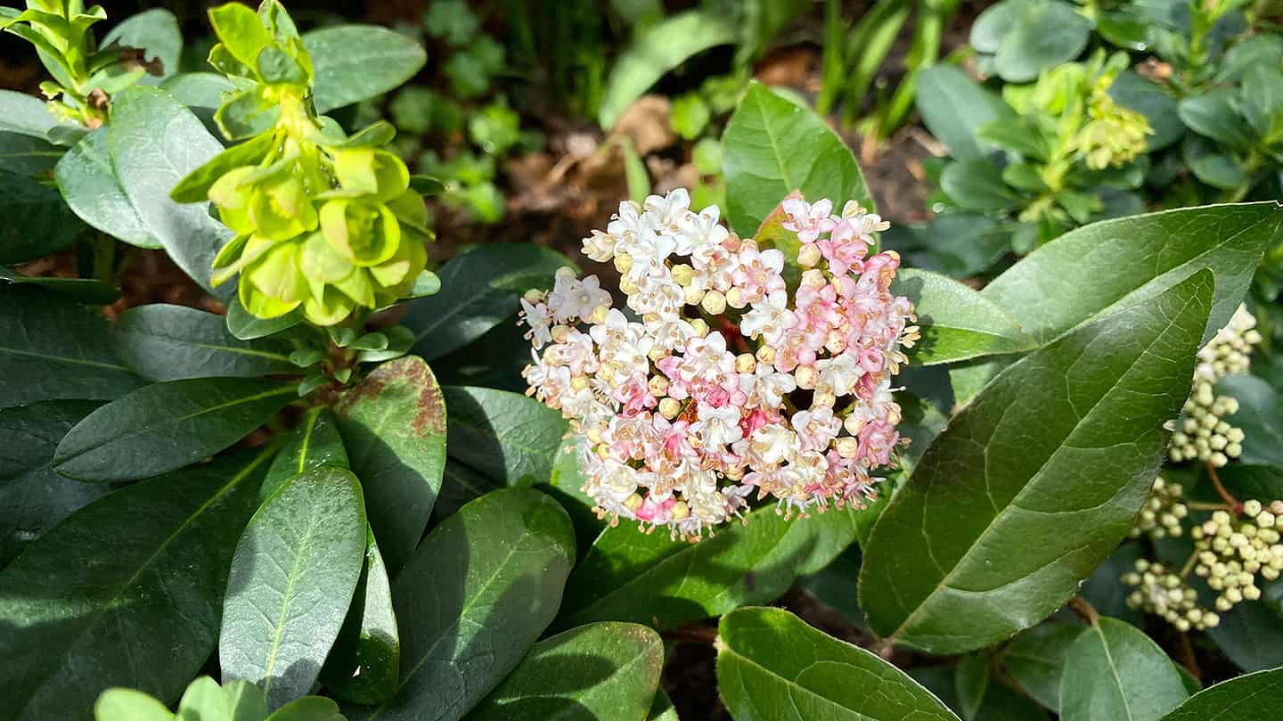 What To Do In The Garden In March garden-in-march-viburnum