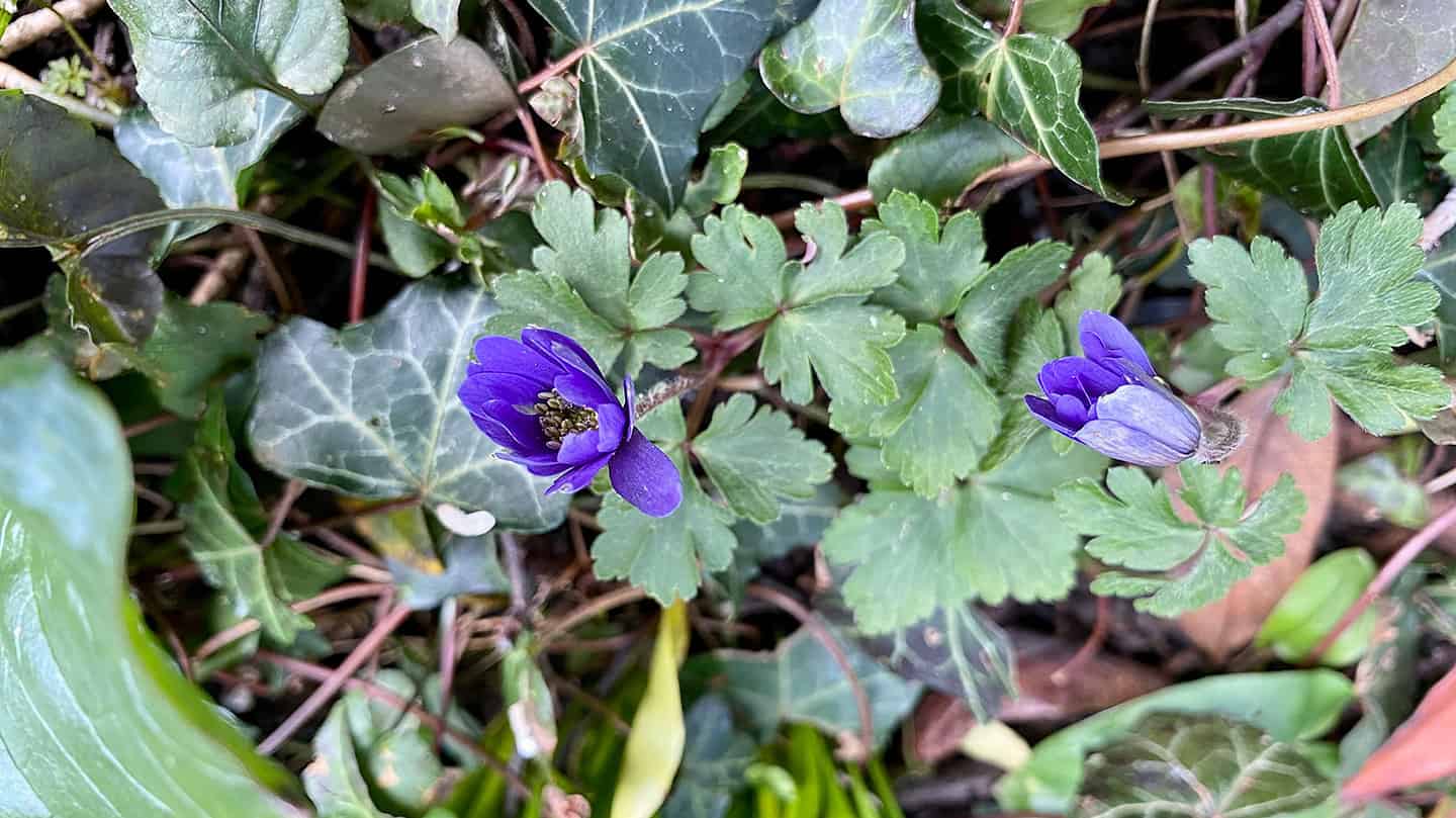 What To Do In The Garden In March garden-in-march-windflower-blue