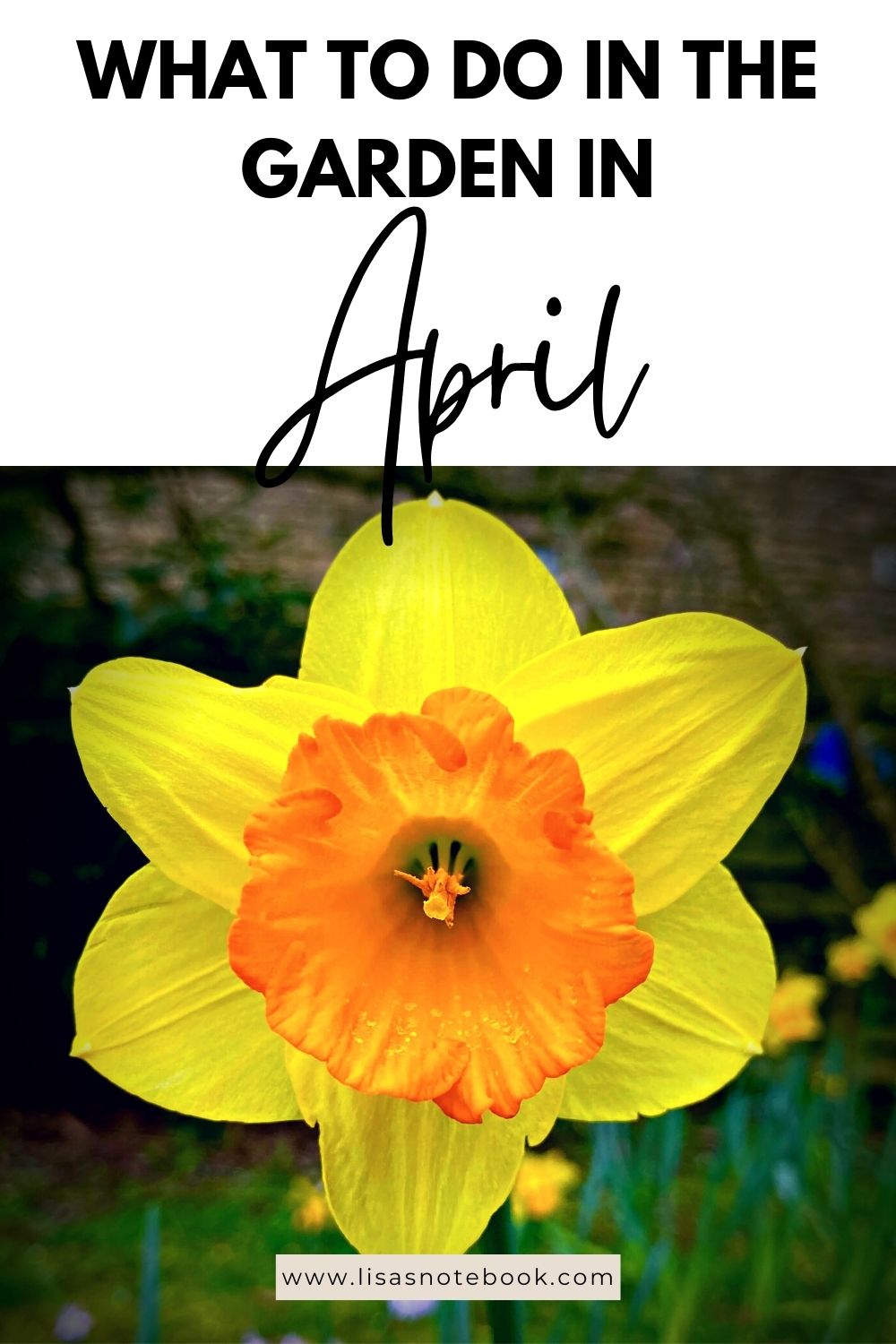 What To Do In The Garden In April garden-in-april-daffodil-pinterest