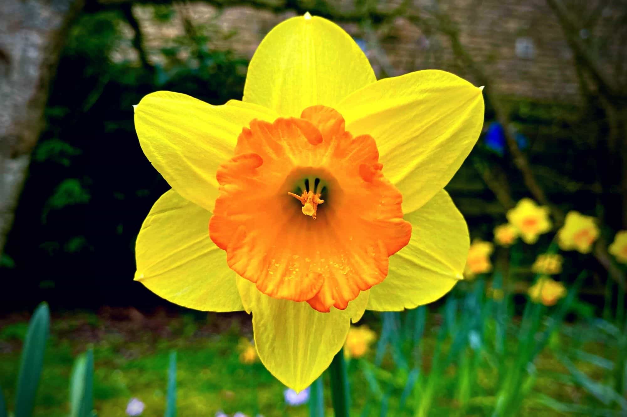 What To Do In The Garden In April garden-in-april-daffodil