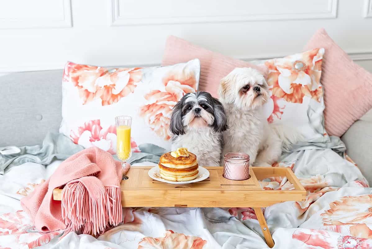 safe-and-comfortable-home-for-your-dog