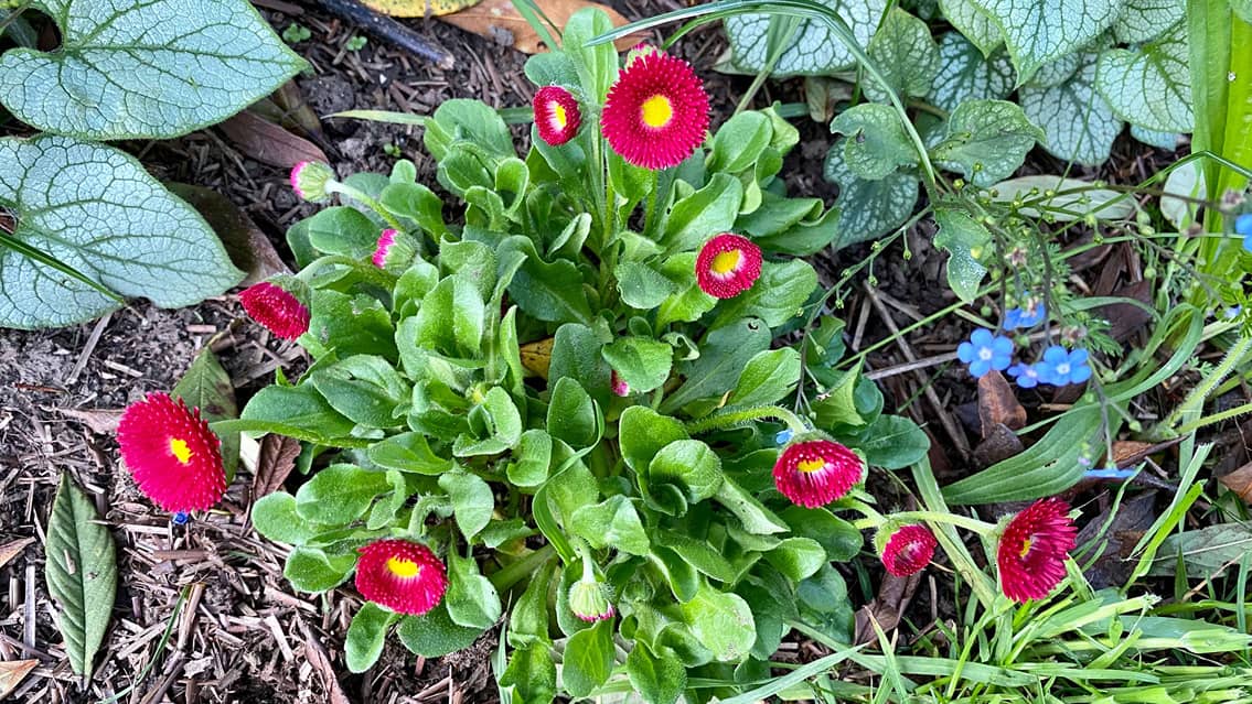 What To Do In The Garden In April garden-in-april-bedding-bellis-daisy