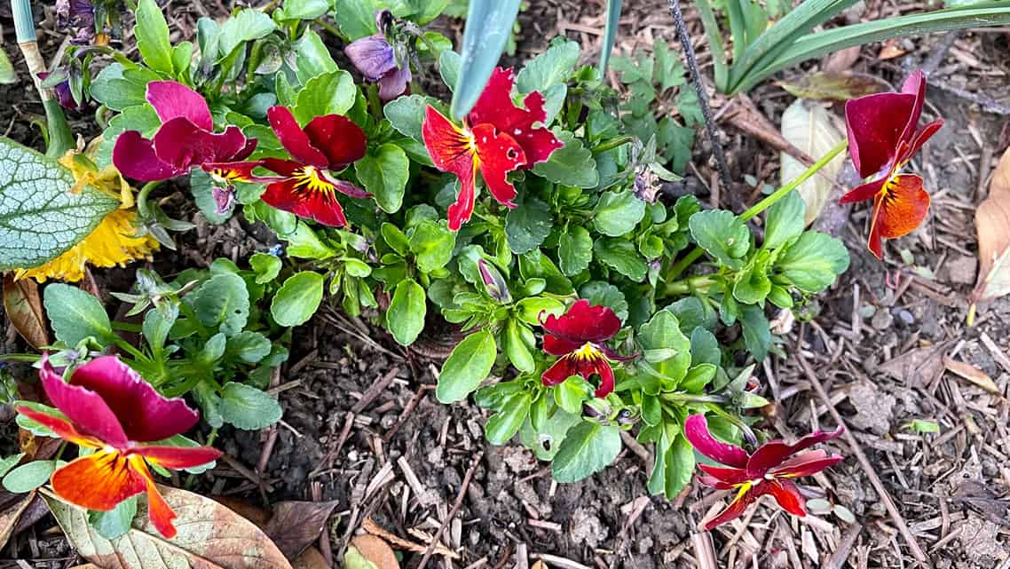 What To Do In The Garden In April garden-in-april-bedding-pansies