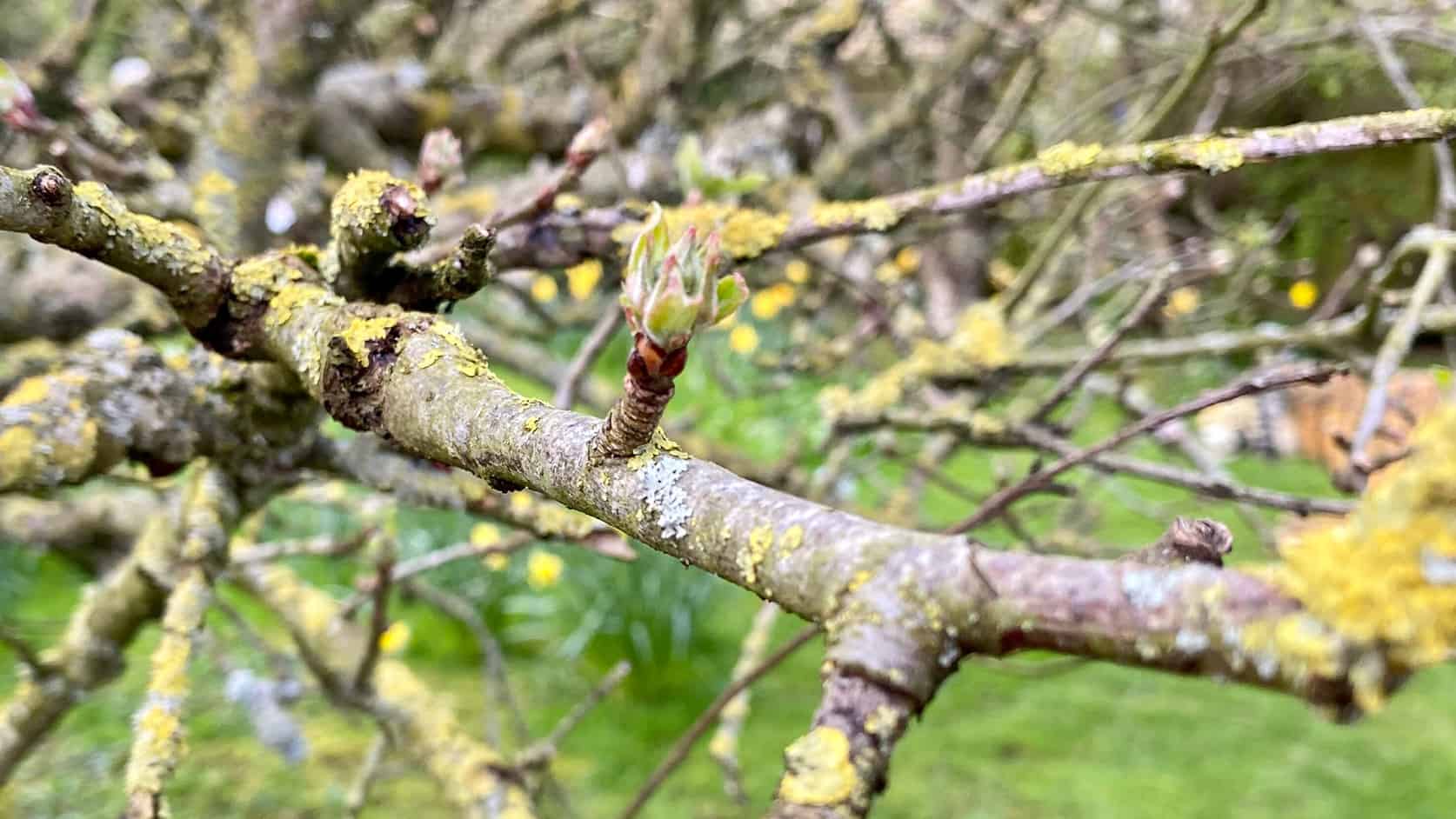What To Do In The Garden In April garden-in-april-blossom-apple