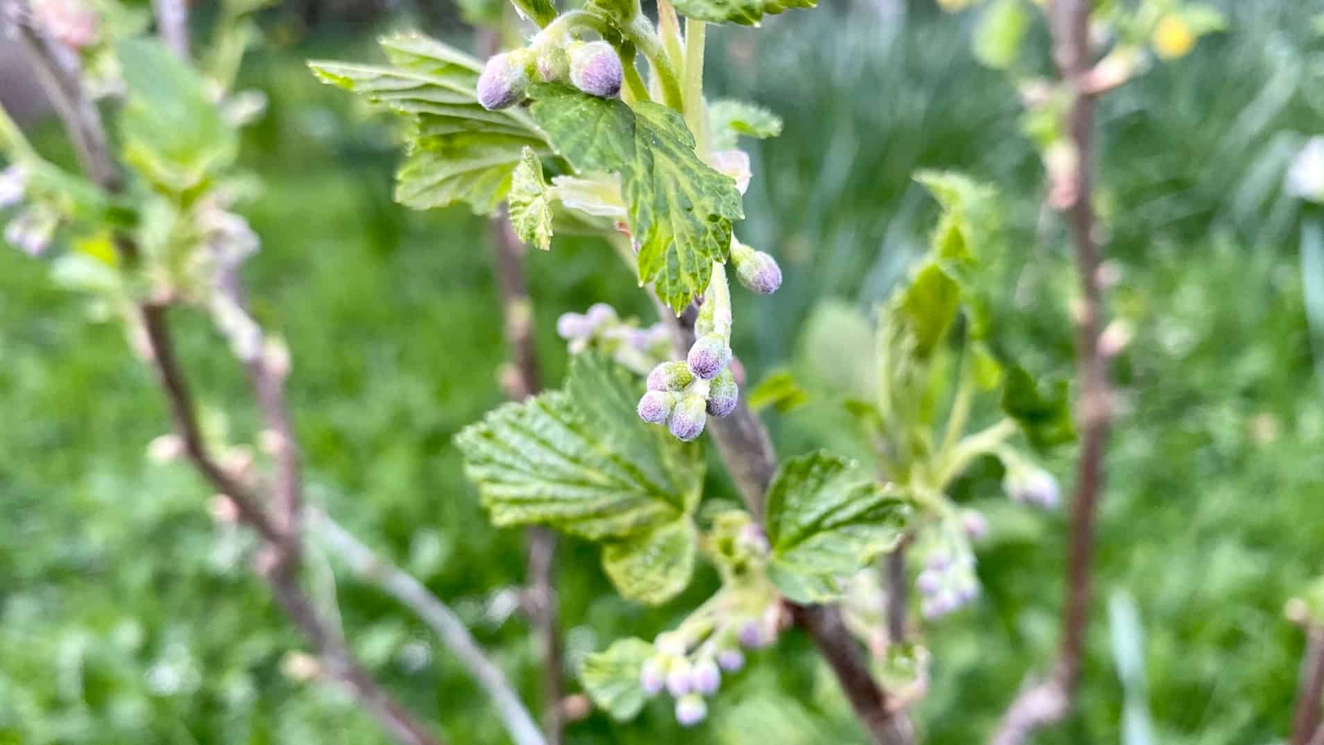 What To Do In The Garden In April garden-in-april-blossom-blackcurrant