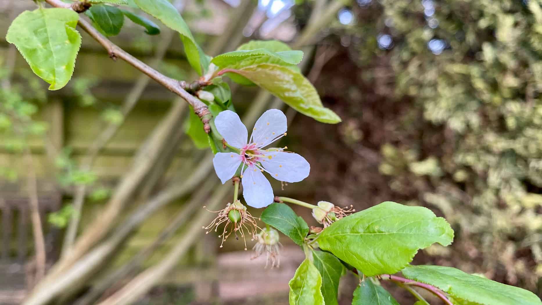 What To Do In The Garden In April garden-in-april-blossom-damson