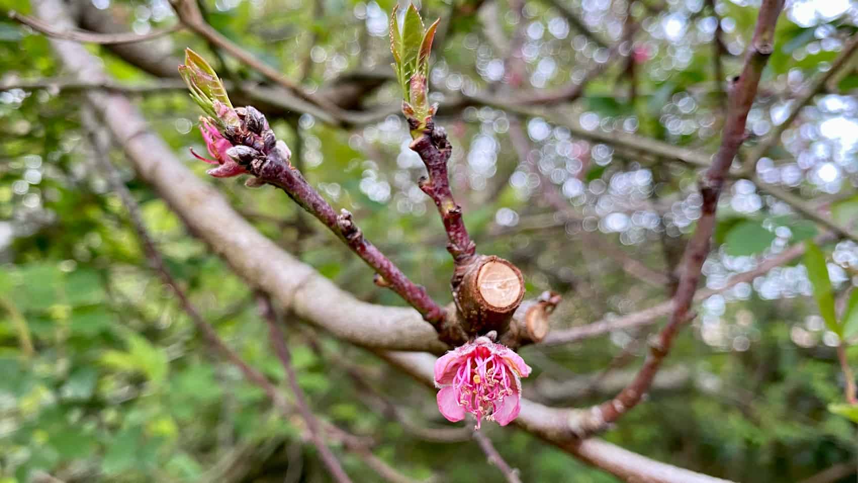 What To Do In The Garden In April garden-in-april-blossom-peach