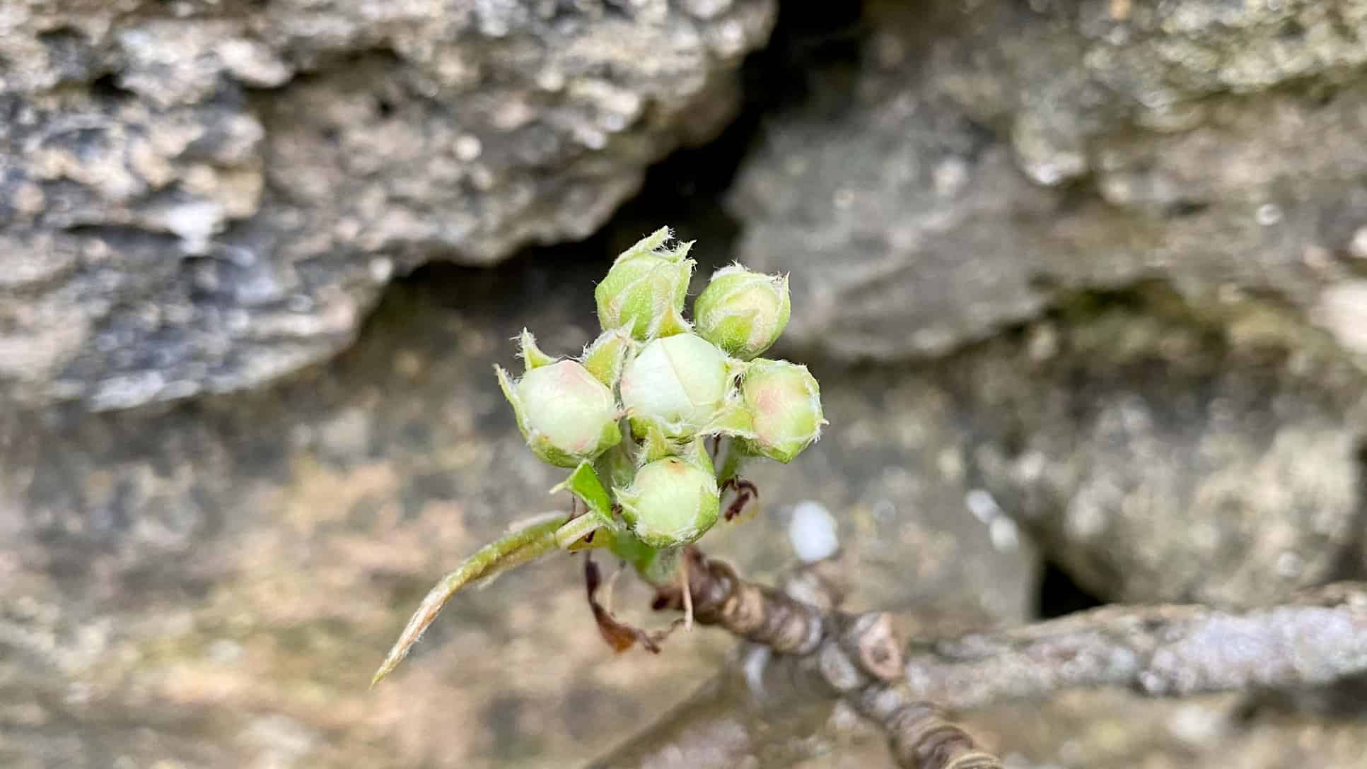What To Do In The Garden In April garden-in-april-blossom-pear