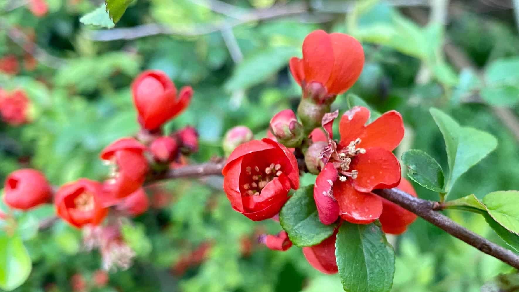 What To Do In The Garden In April garden-in-april-blossom-quince