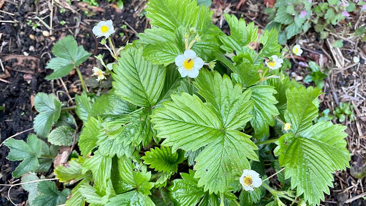 What To Do In The Garden In April garden-in-april-blossom-strawberries