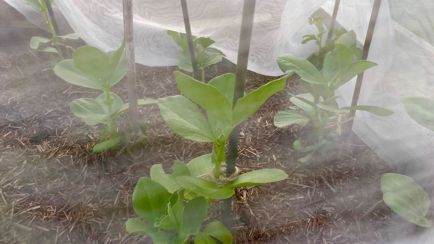 What To Do In The Garden In April garden-in-april-broad-beans