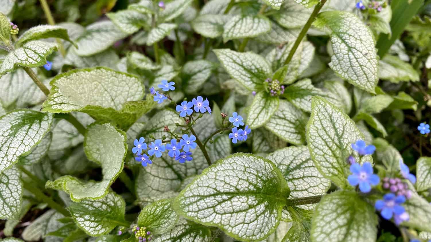 What To Do In The Garden In April garden-in-april-brunnera-leaves