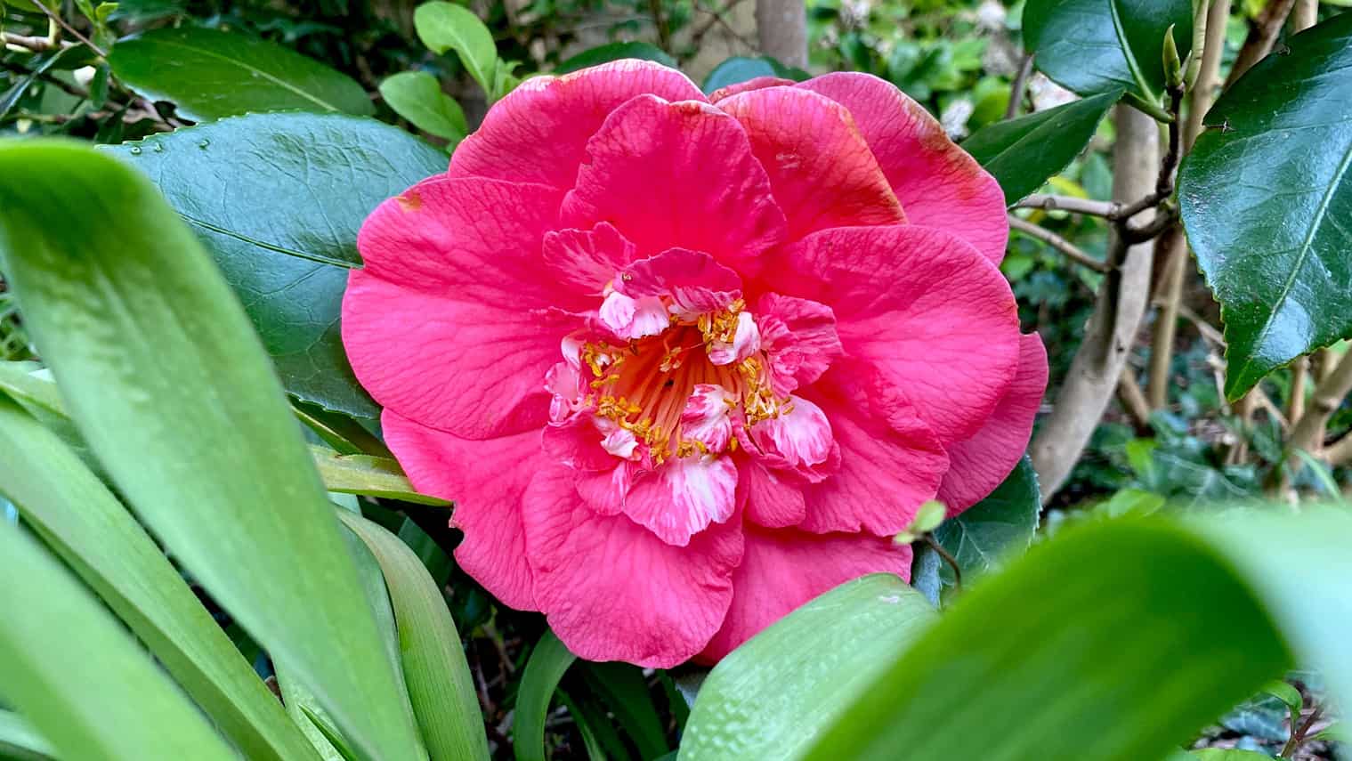 What To Do In The Garden In April garden-in-april-camellia