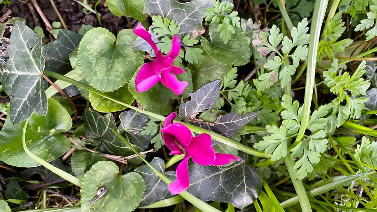 What To Do In The Garden In April garden-in-april-cyclamen